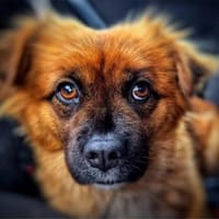 kleine Wendy - freundlich, mutig (E), Hündin zur Adoption