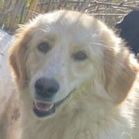 Rosa, Hündin zur Adoption