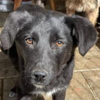 Juliet hofft auf kuscheliges Körbchen!, Hündin zur Adoption