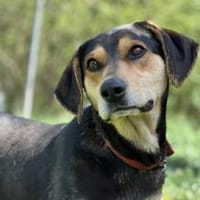 Zuzu sucht ein aktives Zuhause, Hündin zur Adoption