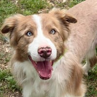 SANTA, chien à adopter