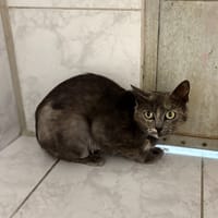 ange, chatte à adopter