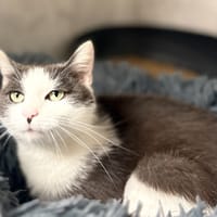 Paillette, chatte à adopter