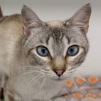 ASTRAL (En cours d'adoption), chat à adopter