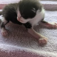 BOURRITO, chat à adopter
