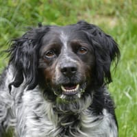 SAM CHAO, chien à adopter