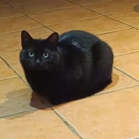 Nova pab28317, chatte à adopter