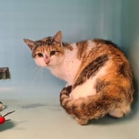 GORRIA, chatte à adopter