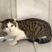 ORION, chat à adopter