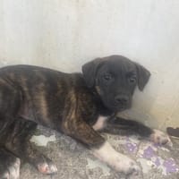 NITA, chienne à adopter