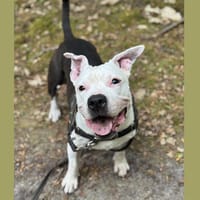 LILAS EN SOS URGENT, chienne à adopter