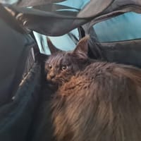 DOROTHEA, chatte à adopter