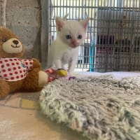 ALASKA, chat à adopter
