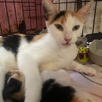 SELINA, chatte à adopter