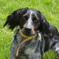 FRODON CHAO, chien à adopter