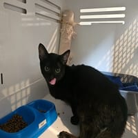 GRIZZLI (réservé), chat à adopter