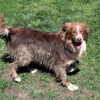 BAIKO, chien à adopter