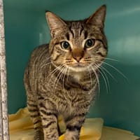 ELIOTT, chat à adopter