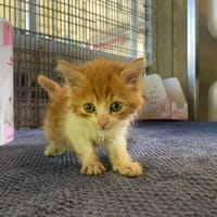 DIEGO, chat à adopter