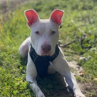 NOUCKY, chienne à adopter