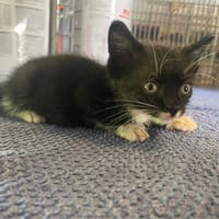 DUNE, chatte à adopter