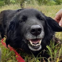 Maracas, chienne à adopter