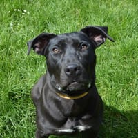 LYCA CHAO, chienne à adopter