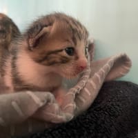 VORTEX, chat à adopter