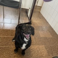 LEO (Réservé), chien à adopter