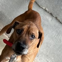 MARCUS, chien à adopter