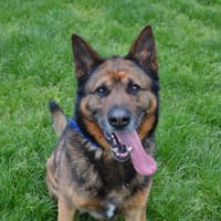 BOSTON  CHAO, chien à adopter