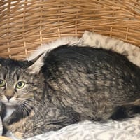 RIGA, chatte à adopter