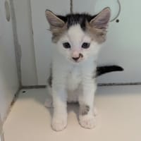 CROQUETTE (Réservé), chat à adopter