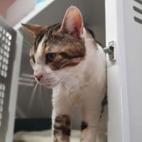 Titi, chat à adopter