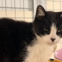 BLANCO, chat à adopter