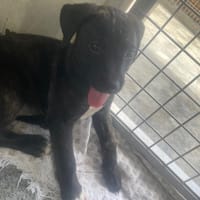 NAOMY, chienne à adopter