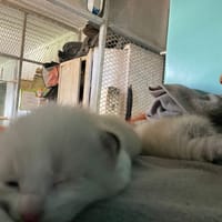 VOX, chatte à adopter