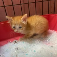 SALIE, chatte à adopter