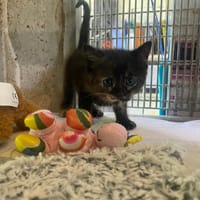 ABBY (Réservée), chatte à adopter