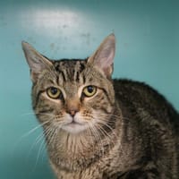 BENTLEY HAB17553, chat à adopter
