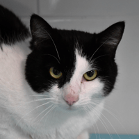 DALI, chat à adopter
