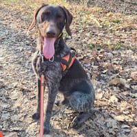 VOLT, chien à adopter