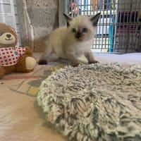 ADELE ( Réservée ), chatte à adopter
