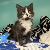 LATRAVIATA (En cours d’adoption), chatte à adopter