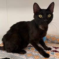 LEXIO (En cours d'adoption), chat à adopter