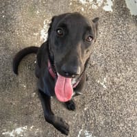 RUBIE, chienne à adopter