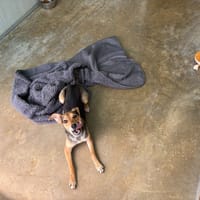 Daya, chienne à adopter