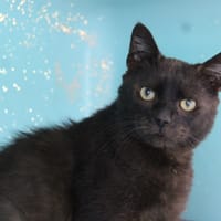SOREN, chat à adopter