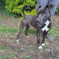 ACE, chien à adopter