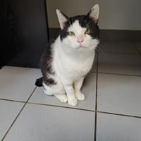 nox, chat à adopter